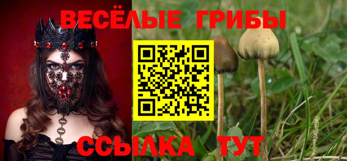 Галлюциногенные грибы GOLDEN TEACHER Новошахтинск
